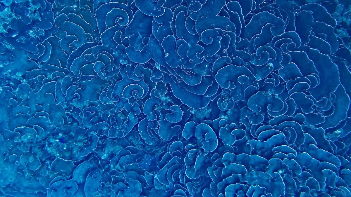 Best Way to Learn Spanish from Dutch: Science-Backed Paths to Rapid Progress