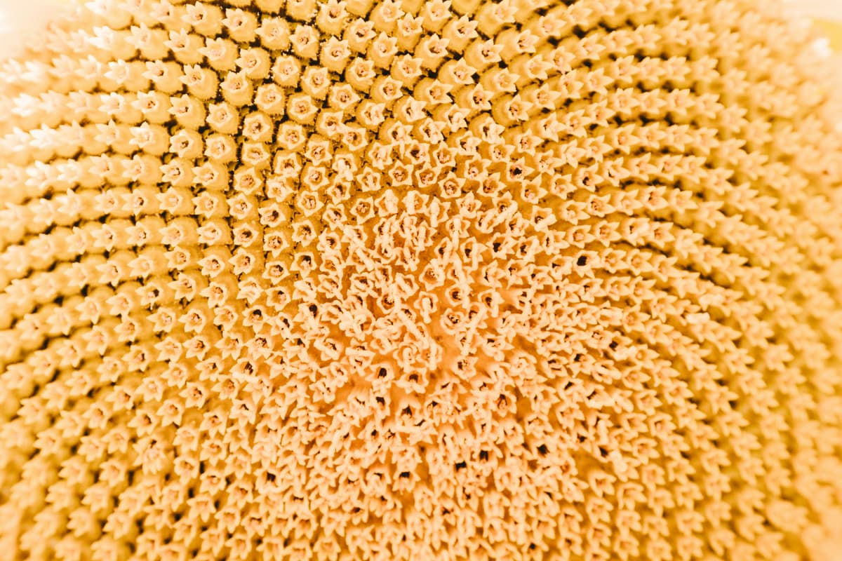 Best Way to Learn Spanish from Filipino: Science of Accelerated Mastery